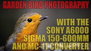 Garden Bird Photography with the Sigma 150-600mm, Sony a6000 and MC-11 Converter