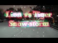 Lion vs Tiger, snow storm, mixing male cats