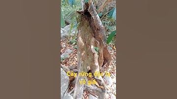 Cây rừng độc lạ vô giá l Độc Lạ Tây Nguyên.