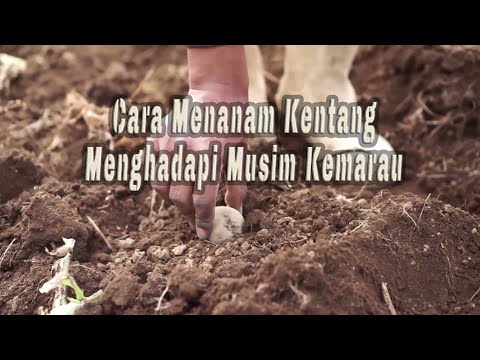 Video: Siderata Untuk Kentang: Mana Yang Lebih Baik Untuk Disemai Di Musim Gugur Dan Musim Semi? Bagaimana Cara Menanam Gandum Hitam Dan Gandum Setelah Kentang?