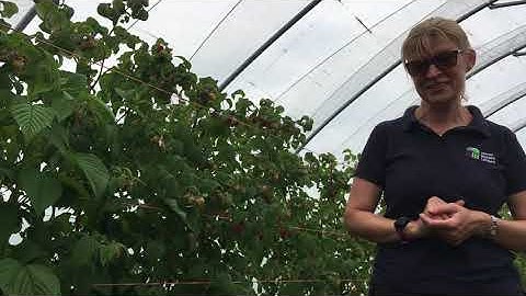 Raspberry Breeding Programme