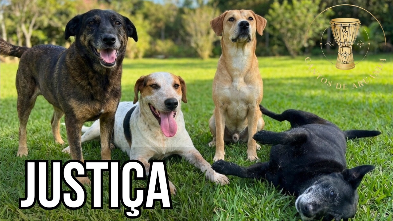 Orelha, Pretinha e os novos guardiões: A revelação sobre Caramelo e Abacate.