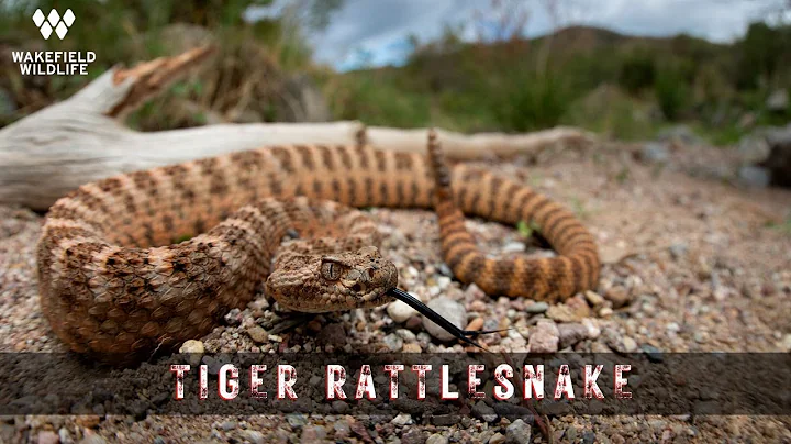 INSANE Tiger Rattlesnake and MORE! Herping Arizona
