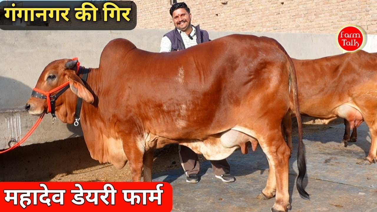 गंगानगर की गिर चैंपियन 🏆 8 Sahiwal Rathi Gir Cow ✨ महादेव डेयरी फार्म 👉 Super Cow Farm Talk #Gir 