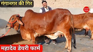 गंगानगर की गिर चैंपियन 🏆 8 Sahiwal Rathi Gir Cow ✨ महादेव डेयरी फार्म 👉 Super Cow Farm Talk #Gir 