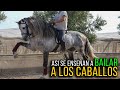 🇲🇽Asi le enseñan a BAILAR A LOS CABALLOS🐴