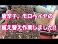 【阿南農園】唐辛子、モロヘイヤの苗の移植をしました！