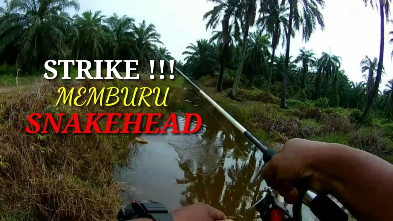 CASTING IKAN HARUAN SEPANG