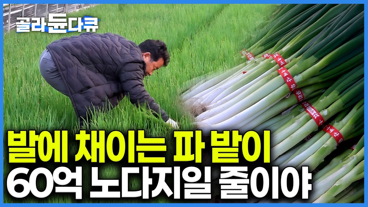수입도 안 돼서 부르는 게 값. 마트가면 흔한 파가 황금알 낳는 야채라니｜30년 농사 노하우 쏟아부어 연매출 60억 쓸어담는 농부｜쪽파 대파 틈새시장｜극한직업｜#골라듄다큐