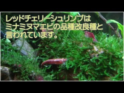 レッドチェリーシュリンプの飼育 1 準備編 やっちー研究所 Youtube