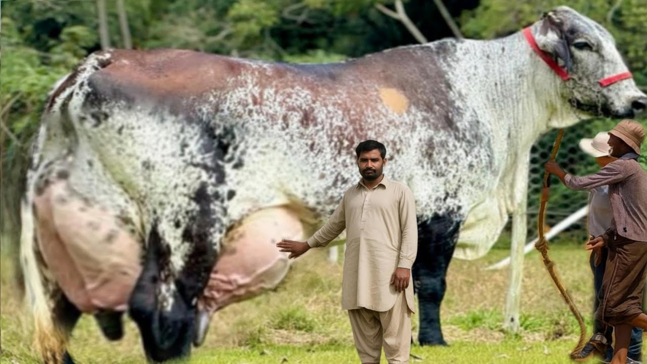 World Highest Milking Girlando Cow || Girlando Gay