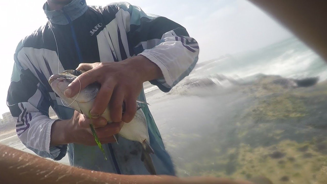 الصيد بتقنية البيلوطة في فصل الخريف مع المونطاج ومعلومات والقوص وفي الأخير ماذا إكتشفت في بطن الشرغو