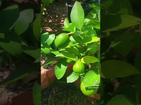 Video: Životni vijek stabla limuna - koliki je prosječni životni vijek stabala limuna