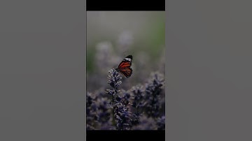 راحه نفسيه#قران_كريم#تلاوه هادئه# عبدالرحمن مسعد#مفتاح_السعادة