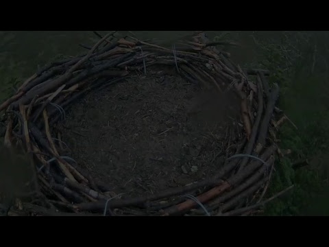 Glaslyn Ospreys Live Stream