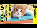 👀猫の気持ち・猫が心を許した人にだけする５つの仕草・招き猫ちゃんねる