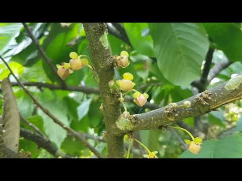 Video: Dalam keluarga bunga annonaceae adalah?