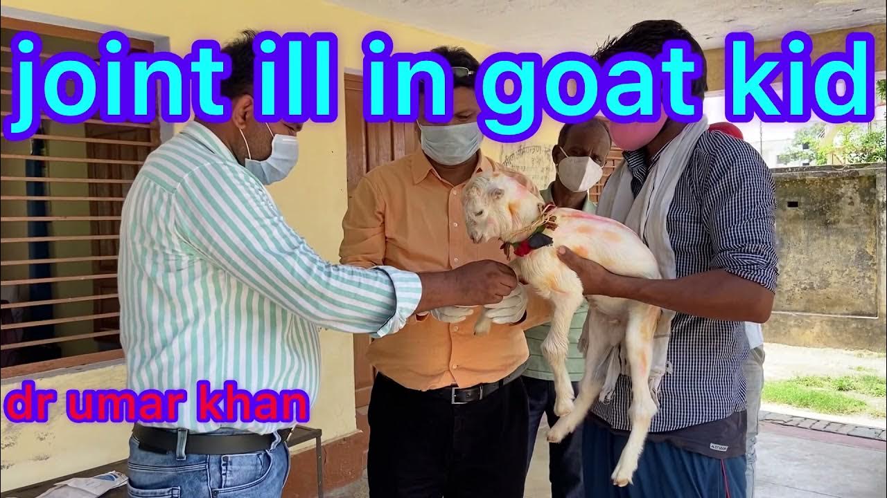 Joint ill in goat kid l बकरी के बच्चों की एक गम्भीर बीमारी। Dr.Umar