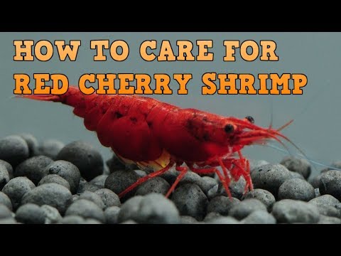 Video: Keeping Freshwater Cherry Red Shrimp as a Pet