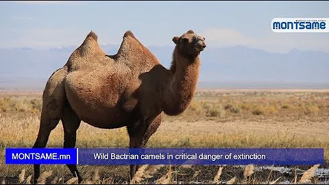 Wild Bactrian camels in critical danger of extinction