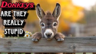 Are donkeys really Stupid ! Why people call donkeys Stupid or silly ! Wildlife Facts