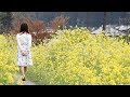 菜の花の咲く小径を歩く女の子のイメージムービー 無料HD動画素材サンプル【sample m0042】