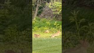 Watching the bunnies from the deck #wildlife #crittercam #cottontail