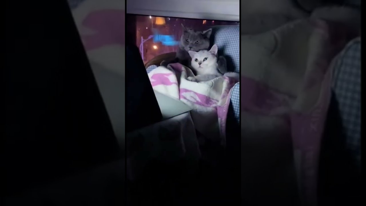 Ces Deux Chats Regardent Un Film D Horreur Chat Cat Cutecat Cute Shorts Reaction