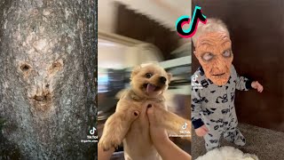 Funny TikToks That Will 100% Make Your Day Better | TikTok Compilation