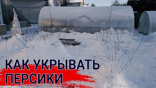 Как укрывать персики