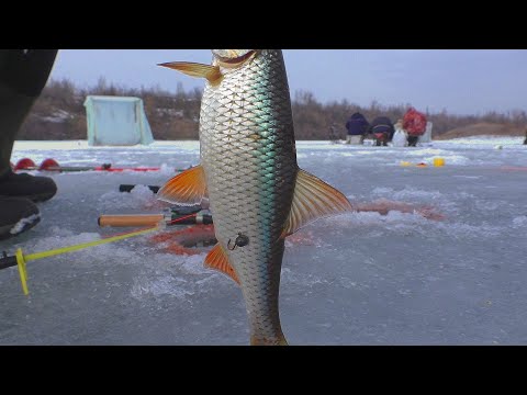 Рыбалка в феврале ( глухозимье) За такую плотву штраф платить не нужно . My fishing