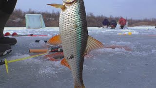 Fishing in February (deaf winter) You don’t need to pay a fine for such roach