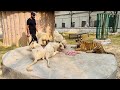 Sab Lions or Tiger ko New gar mai Shift kr dia | Multi Zoo