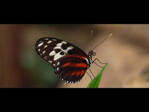 Cheap Monk - Tiempo | Downtempo, Boom-Bap, Instrumental Hip-Hop