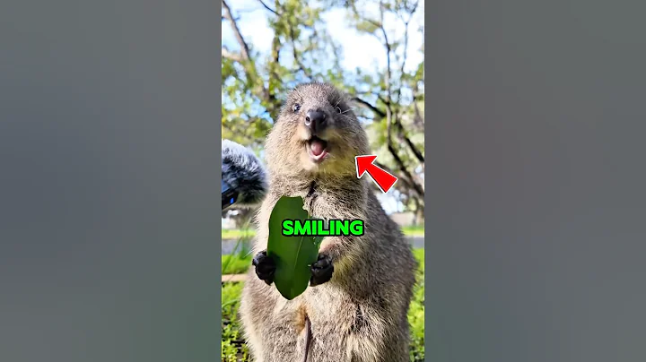 The Happiest Animal In The World 😂