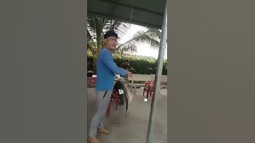 #Shorts Báo cá tra năm 2024 clip 37 - Hồ Câu Vườn Dừa ấp Ngã Tư, xã Nhuận Đức, huyện Củ Chi, TP HCM