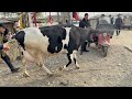 BUGʻOZ SIGIRLARDI UDARLARI CHIQDI YANIQOʻRGʻON CHORVA BOZORI 16 03 2025 YIL