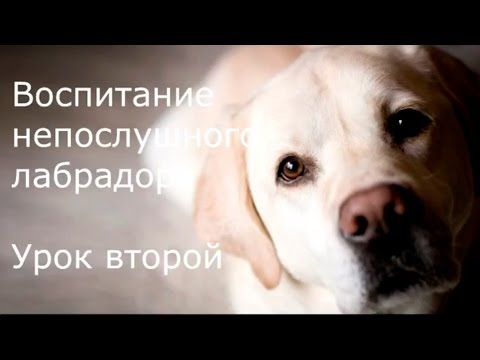 Вопрос: Как дрессировать непослушного лабрадора?