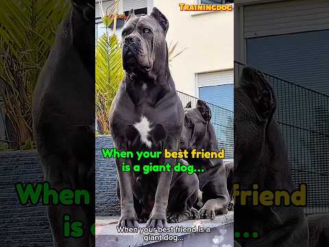 canecorso training k9 #dog #malinois #canecorso #belgianmalinois