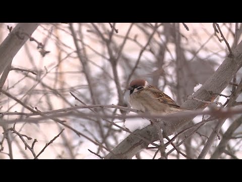 Орнитолог рассказала, чем кормить птиц зимой