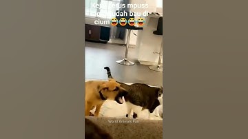 The Funniest Animals 🤣 Wait For The End…!😂 #shorts #dog #cat