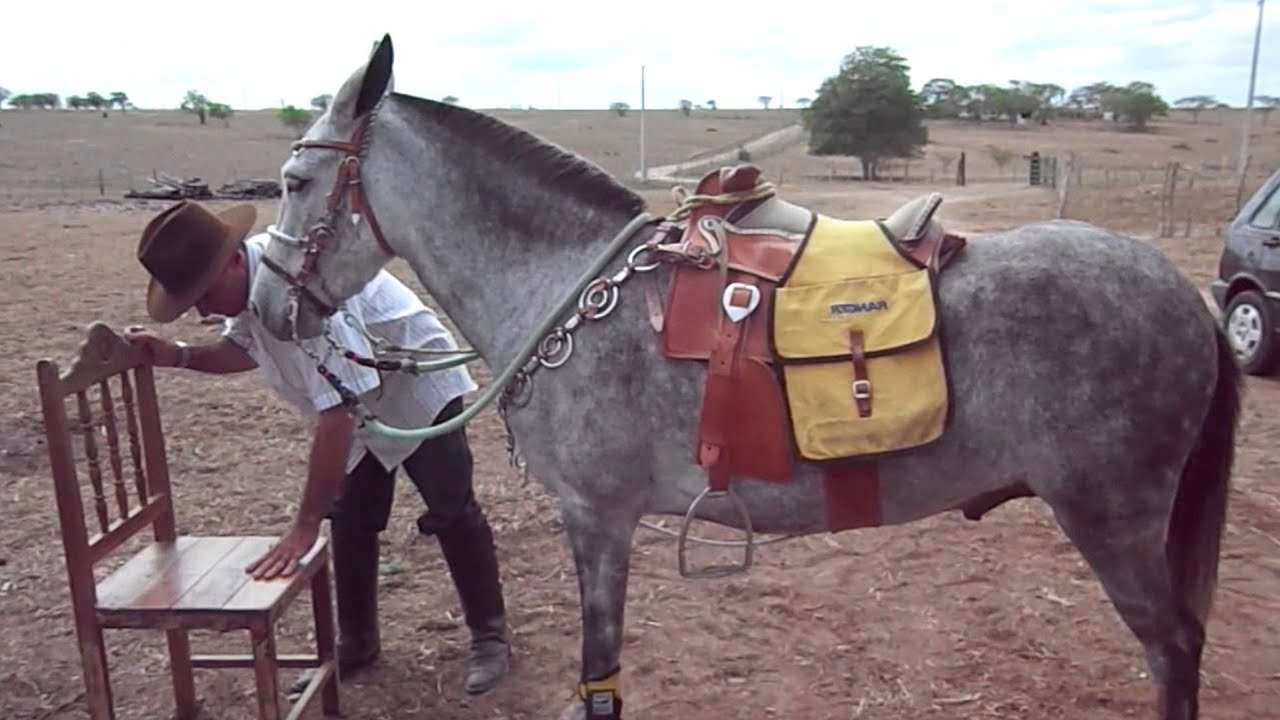 É POR ISSO QUE OS BURROS SÃO TÃO INTELIGENTES – INCRÍVEL!