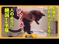 【シャンプー成功への道】お風呂場な慣れさせる作戦でまたもや響き渡る「いやーよ！」の鳴き声
