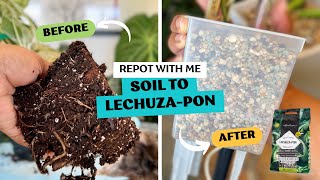 Transferring Two Rare Plants From Soil to LechuzaPon in Self Watering Planters