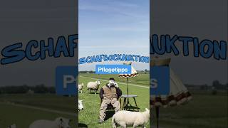 Schafbockauktion - Pflegetipps