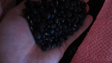 Black Beans Color Sorting--Angelon Beans Color Sorter