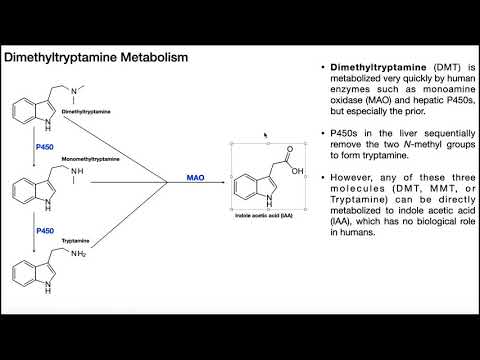 Dimethyltryptamine [DMT] | Biosynthesis, Mechanism, & Metabolism