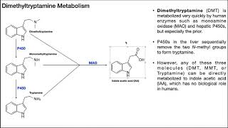 Dimethyltryptamine [DMT] | Biosynthesis, Mechanism, & Metabolism