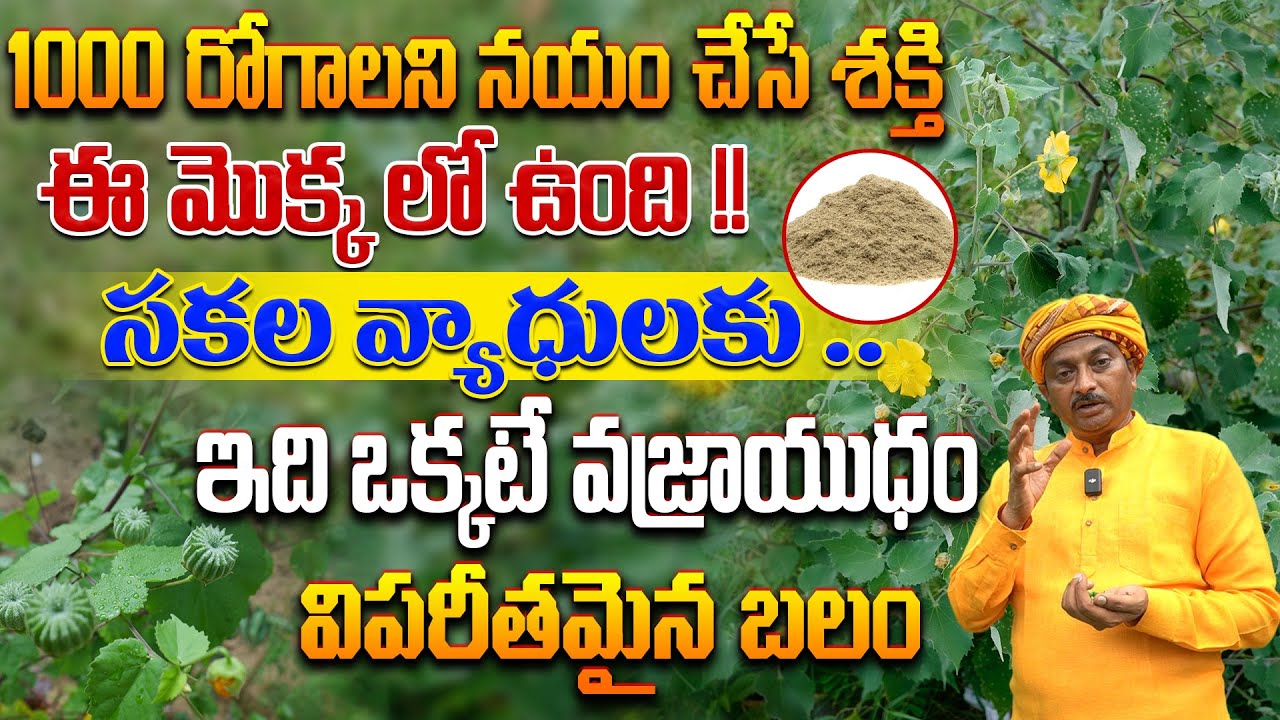 సకల రోగాలని నయం చేసే శక్తి ఈ మొక్క లో ఉంది విపరీతమైన బలం,  దేహధారుడ్యం | Dr. Ravivarma | AYUR MANTRA