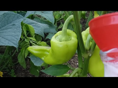 Vídeo: Com cultivar bròquil: conreu bròquil al vostre jardí